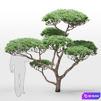 Pine 2