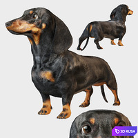 Black dachshund