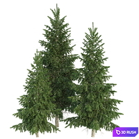 Spruce