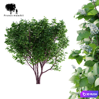 Bird cherry Maak | Prunus maackii