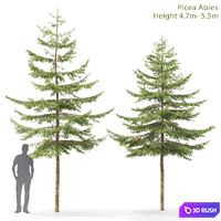 Spruce