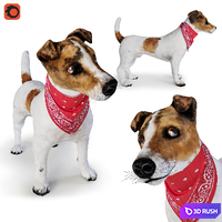 Dog Jack Russell Terrier