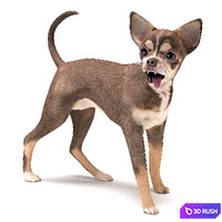Brown Chihuahua