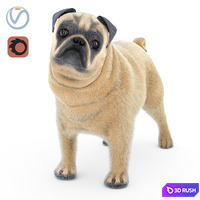 Pug 2