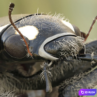 thumb image