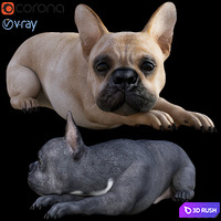 Dog_Bull