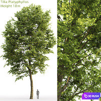 Tilia platyphyllos