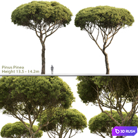 Pine