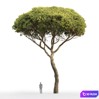 thumb image