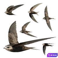 Common swift
