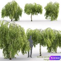 Betula pendula Youngii # 2 (2.5-2.9m)
