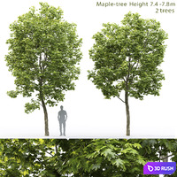 Maple