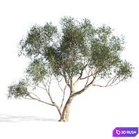 Eucalyptus 6