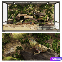 Terrarium Agama