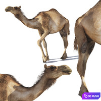 Camel