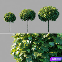 Maple acutifoliate "Globosum" / Acer platanoides "Globosum"