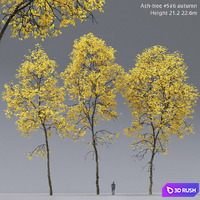 Autumn Ash | Ash-tree autumn # 5_6 (21.2-22.6m)