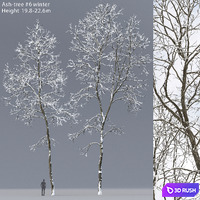 Winter Ash | Ash-tree winter # 6 (19.8-22.6)
