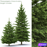 Spruce