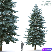 Spruce
