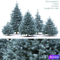 Spruce