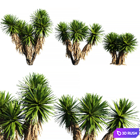 Yucca Plants 2 (3 MODEL)