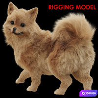 Spitz