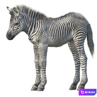 Baby zebra