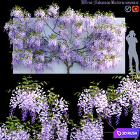 Fabaceae | Wisteria sinensis 06