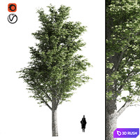 Tilia tree