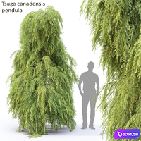 Tsuga Canadian | Tsuga canadensis pendula # 2