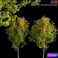 Acer circinatum | Vine Maple 02