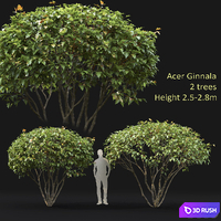 Acer