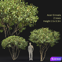 Acer