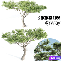 High quality Acacia-vray
