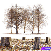 Collection of dry autumn trees 001