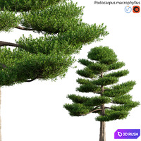 Podocarpus macrophyllus 03