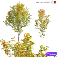 Acer circinatum | Vine Maple 01