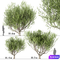 Set of Olive Trees (Olea Europaea) (3 Trees)
