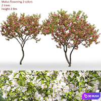 Malus flowering # 7