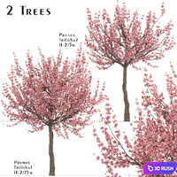 Set of Prunus Triloba Trees (Flowering Almond) (2 Trees)