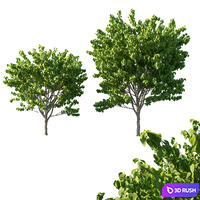Cercis Canadensis tree 02