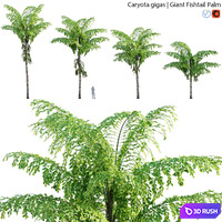 Caryota gigas - Giant Fishtail Palm - Caryota Mitis - 01