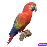 Red macaw
