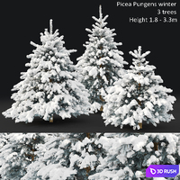 Spruce winter