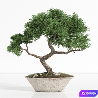 Plant bonsai02