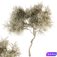 Tree Broadleaf Dried - Set 30