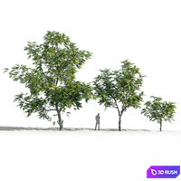 Juglans mandshurica trees (Manchurian walnut)