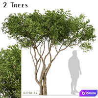 Set of Olive Trees (Olea Europaea) (2 Trees)