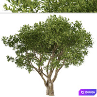 thumb image